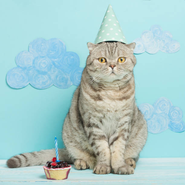 istock birthday cat, congratulations on the holiday 1049050234
