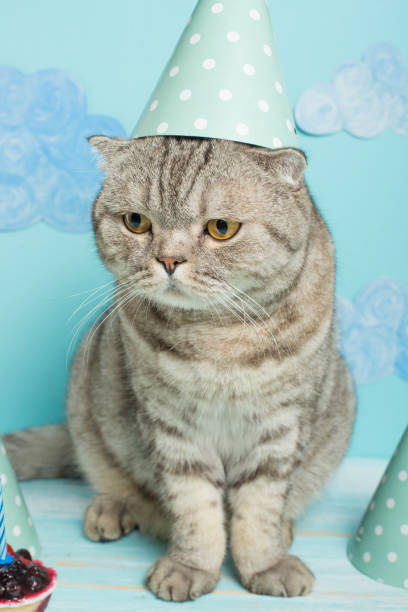 istock birthday cat, congratulations on the holiday 1049050584