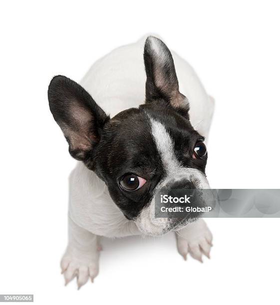 Vista De Alto Ángulo De Bulldog Francés Cachorro Sala De Estar Foto de stock y más banco de imágenes de Alerta