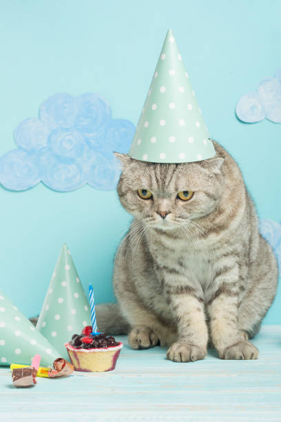 istock congratulations on the day a birth from a cat in a cap on a blue background 1049050706