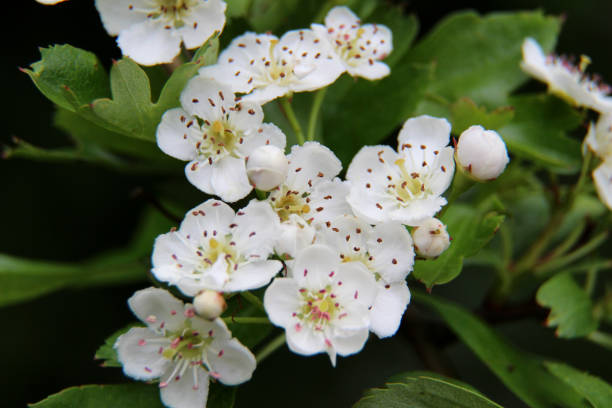 istock view on a flower with white blossoms in crosswise 1049057306