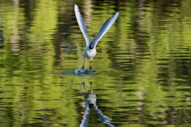 Photo of Black headed gull just about to fly from the lake. reflection for the bird also visible in the lake