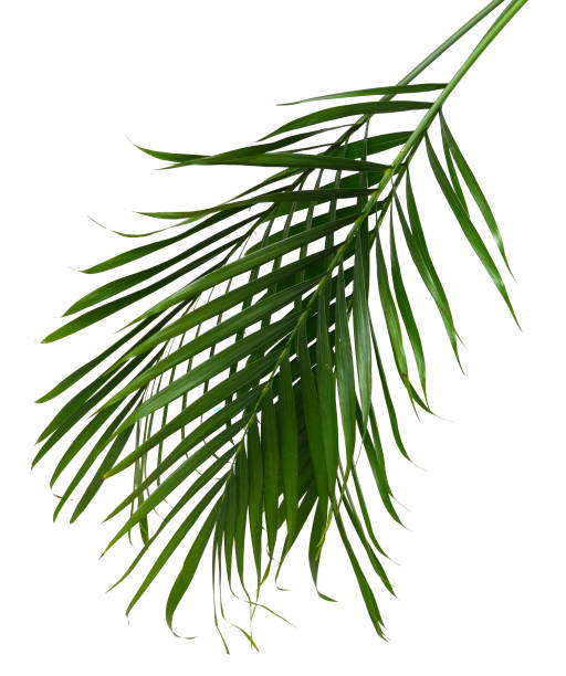 istock Leaves of palm tree 1049066080