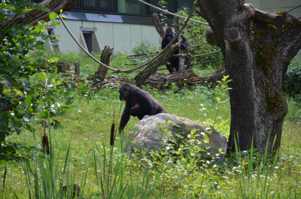 western lowland gorilla (gorilla gorilla gorilla). - gorilla zoo animal silverback gorilla imagens e fotografias de stock