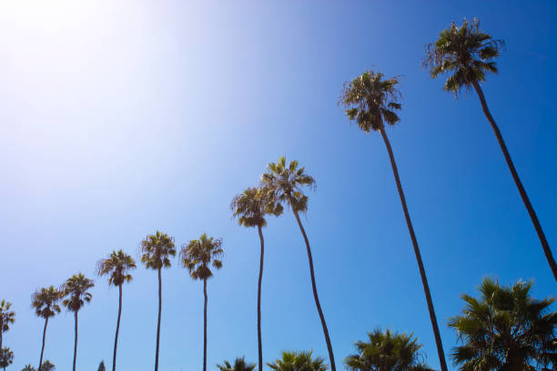 istock Tall California Palm Trees 1049068918