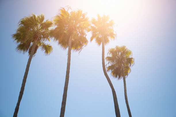 istock Tall California Palm Trees 1049068940