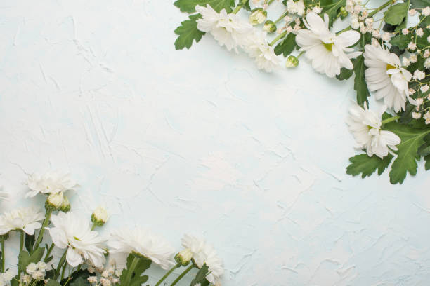 istock White chrysanthemums on a wooden background, top view, with empty space for writing or advertising 1049074216