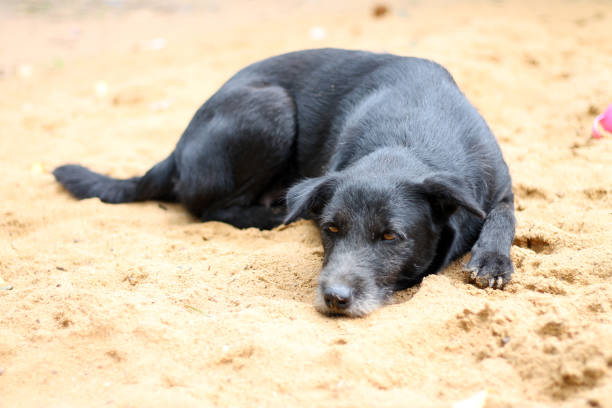 istock Black dog sleeping on the yellow sand. 1049076642