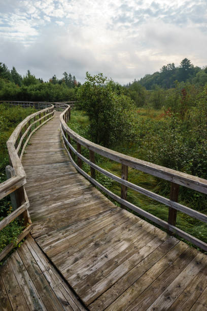 istock Wooden Nature Walkway 1049081636