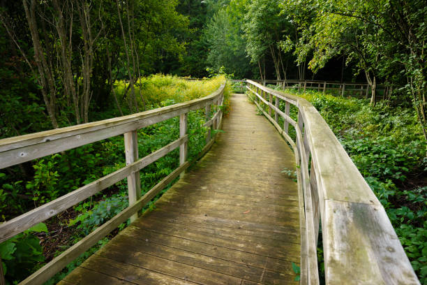 istock Wooden Nature Walkway 1049081684