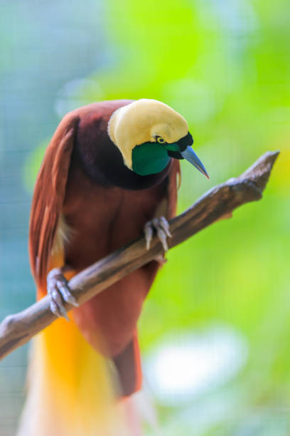 istock Lesser Bird of Paradise 1049081746