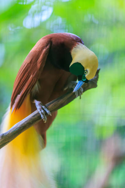istock Lesser Bird of Paradise 1049081756