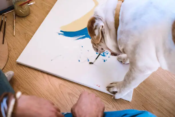 Photo of Painter Bulldog
