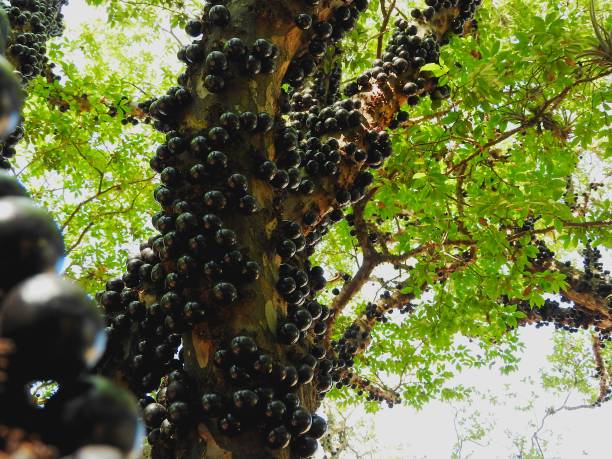 istock Ripe jupe on the branch 1049094506