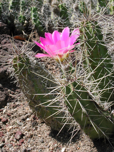 istock Echinocereus pentalophus 1049099418