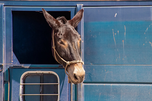 Horse or donkey with its head sticking out of a window in a dirty horse trailer