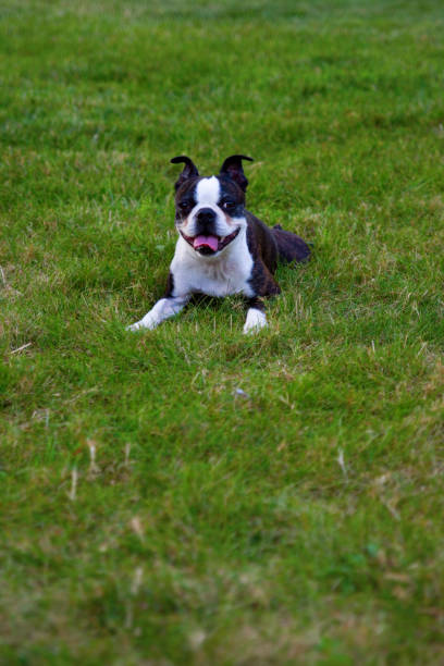 istock Poopsie Lying in the Grass 1049112336