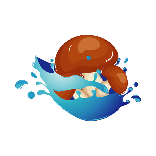 ilustraciones, imágenes clip art, dibujos animados e iconos de stock de vegetales saludables setas shiitake en agua splash - mushroom edible mushroom water splashing