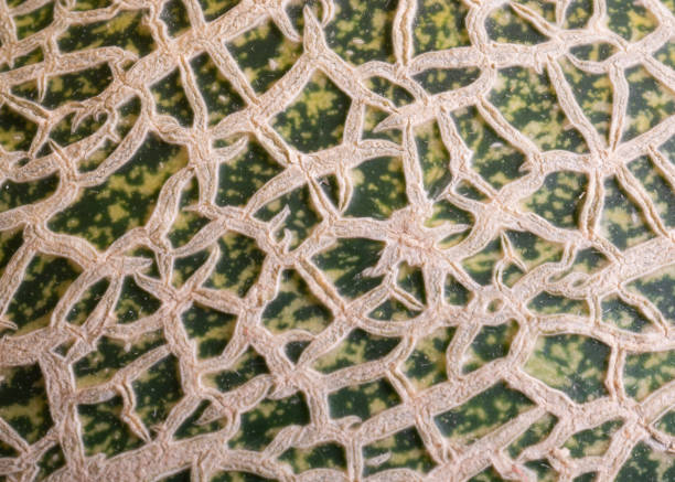 istock Chinese Hami melon skin close up texture for background 1049134796