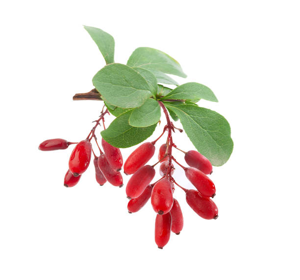 istock Branch of barberry 1049137650