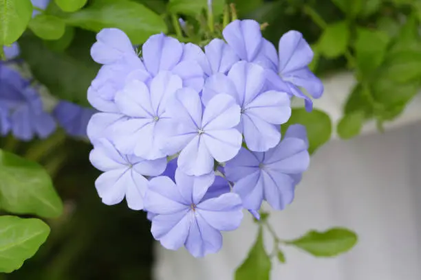 Blue Plumbago flower