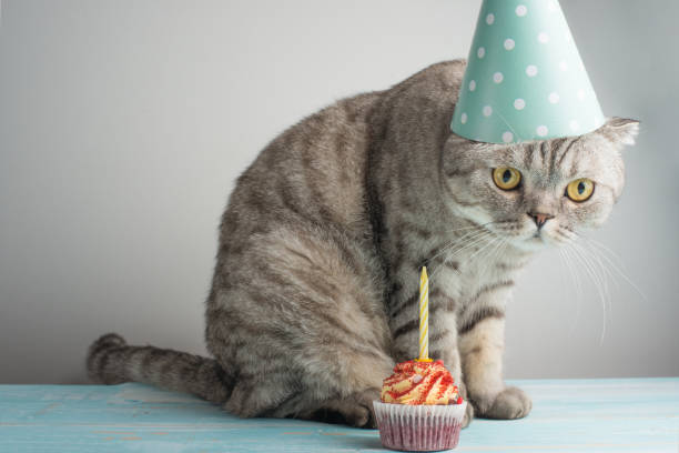 istock Cat with a cap and cake with a candle, on a light background 1049143094
