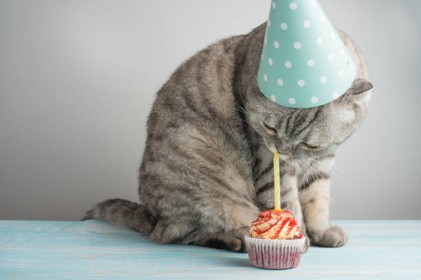 istock Cat with a cap and cake with a candle, on a light background 1049151638