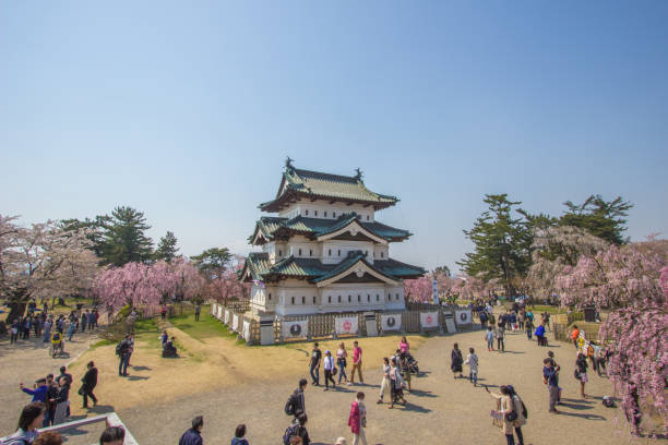 hirosaki cherry blossom festival 2018 in hirosaki park, aomori, tohoku, japan am 28. april 2018: weeping kirschbäume in voller blüte um den wichtigsten donjon von hirosaki schloss. - präfektur aomori stock-fotos und bilder