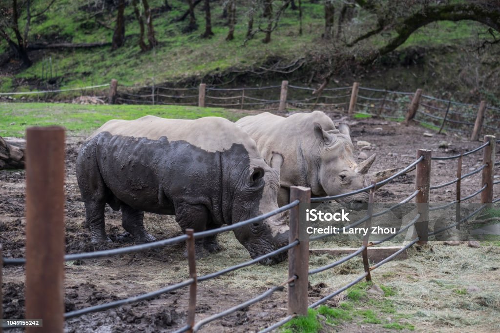 White Rhinos In Captivity Covered In Mud Stock Photo - Download Image