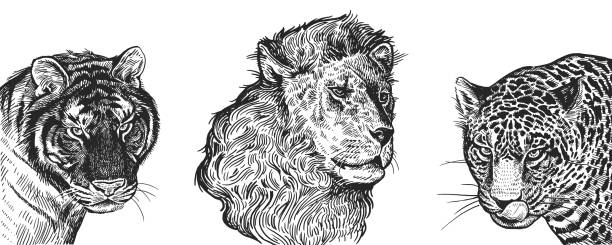 Realistic portrait of African animals Lion, Tiger and Jaguar. Vintage engraving. Black and white hand drawing. Vector Lion, Tiger and Jaguar set. Realistic portraits of African animals. Vintage engraving. Vector illustration art. Black and white hand drawing. Facial expressions of Wildlife predator. Sketch close-up. jaguar stock illustrations