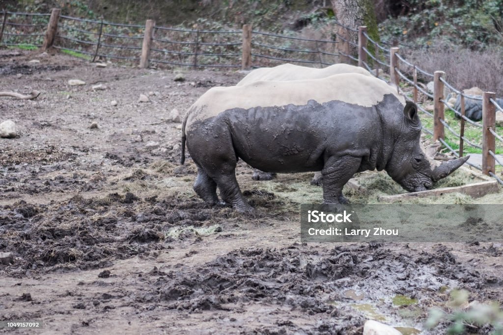 White Rhinos In Captivity Covered In Mud Stock Photo - Download Image