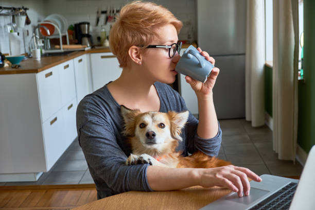Girl at home with laptop and mixed-breed dog stock photo