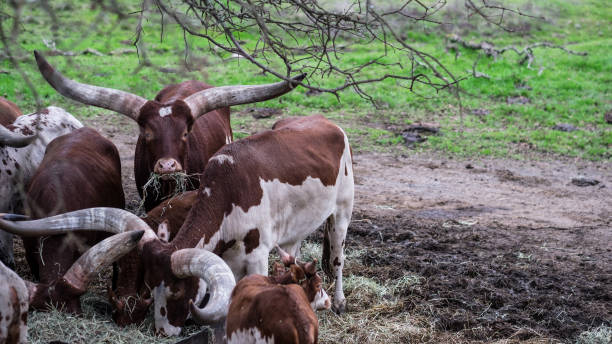 istock African cows with massive horns grazing in captivity - blank stare into camera - watusi 1049157652