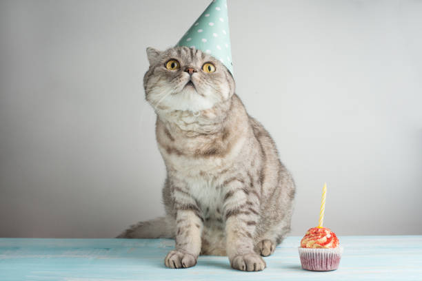 istock Cat with a cap and cake with a candle, on a light background 1049157896