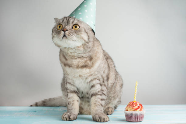 istock Cat with a cap and cake with a candle, on a light background 1049160568