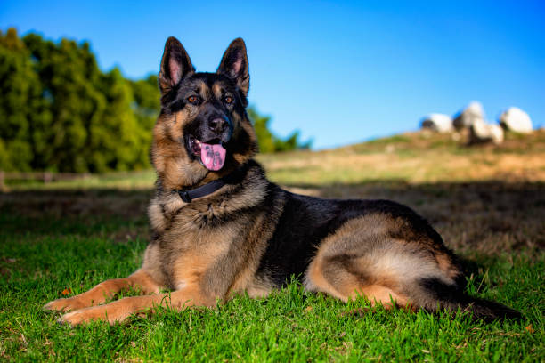 istock German Shepherd dog outside 1049163008