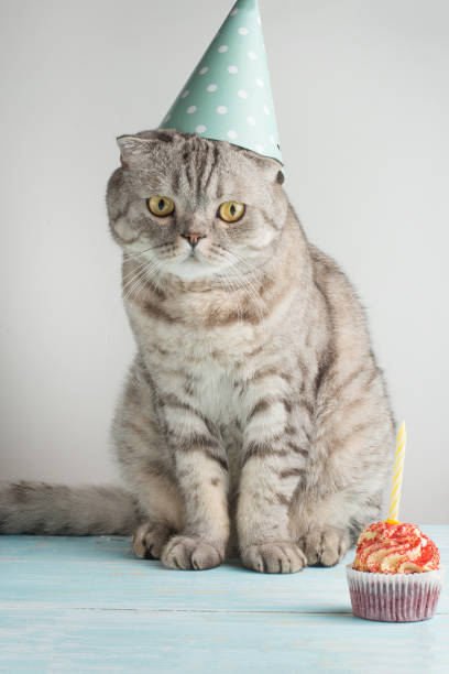 istock Cat with a cap and cake with a candle, on a light background 1049163102