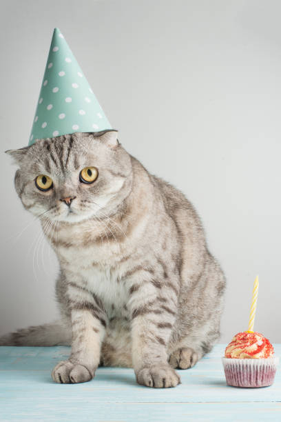 istock Cat with a cap and cake with a candle, on a light background 1049163140