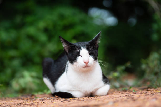 istock White and black cat sitting on the ground 1049165374
