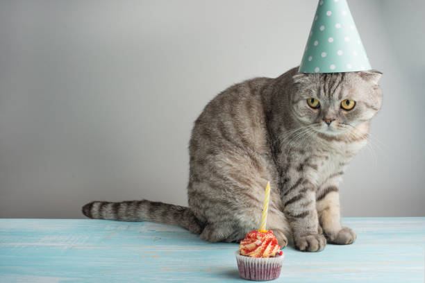 istock Cat with a cap and cake with a candle, on a light background 1049165568