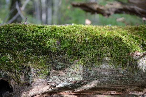 istock Old moss-covered log in the autumn forest as background 1049171378