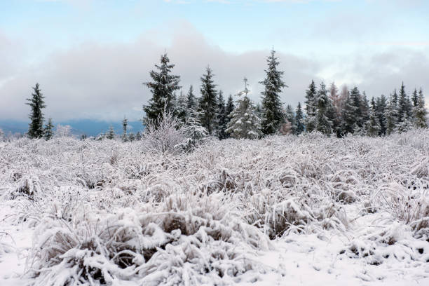 istock Fairy snowy winter Christmas landscape 1049174514