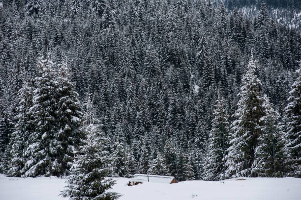 istock Winter landscape with snow on trees 1049174598