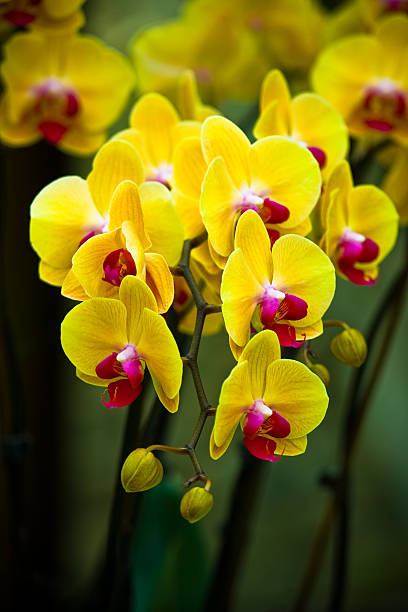 istock The yellow orchid 104917992