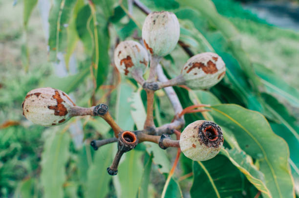 istock Australian Eucalyptus Pink Gum Nuts 1049180054