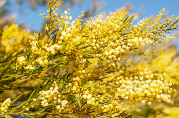 istock Australian golden yellow wattle Acacia 1049180196