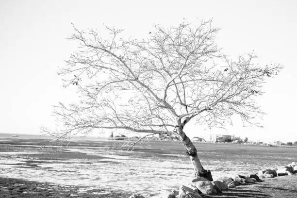 Bare winter tree on the beach in winter, Scarborough, Sunshine Coast, Queensland. Black and white.