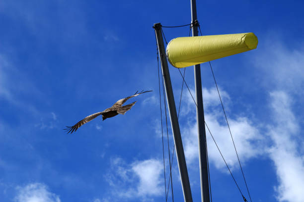 un pájaro volando en el cielo de viento fuerte - windsock sky natural phenomenon gale fotografías e imágenes de stock