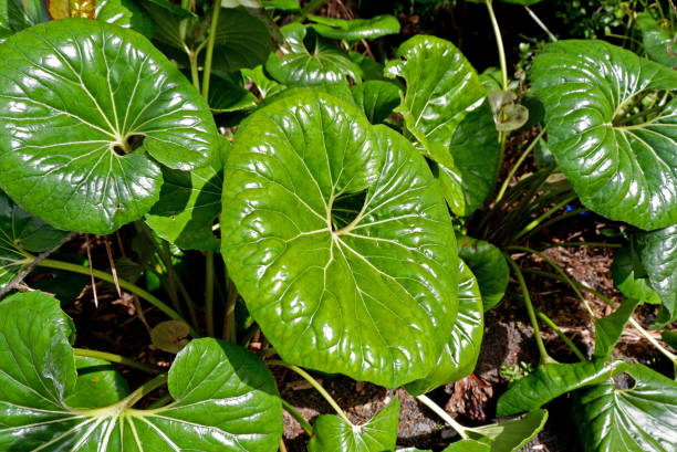 istock Nature green, leaves and trees in park 1049180752
