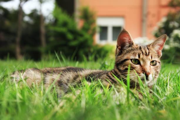 istock Close up domestic cat in green grass 1049183726